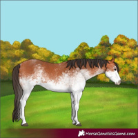 Horse Color:White Spotted Bay 