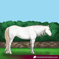 Horse Color:White Spotted Chestnut 