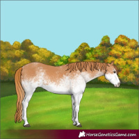 Horse Color:White Spotted Chestnut 