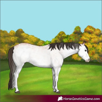 Horse Color:White Spotted Bay 