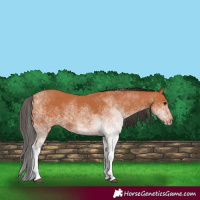 Horse Color:White Spotted Bay 