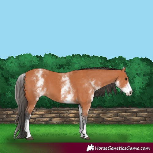 Horse Color:White Spotted Bay 