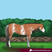 Horse Color:White Spotted Bay 