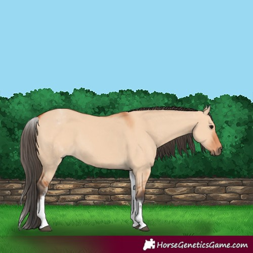 Horse Color:White Spotted Bay Dun