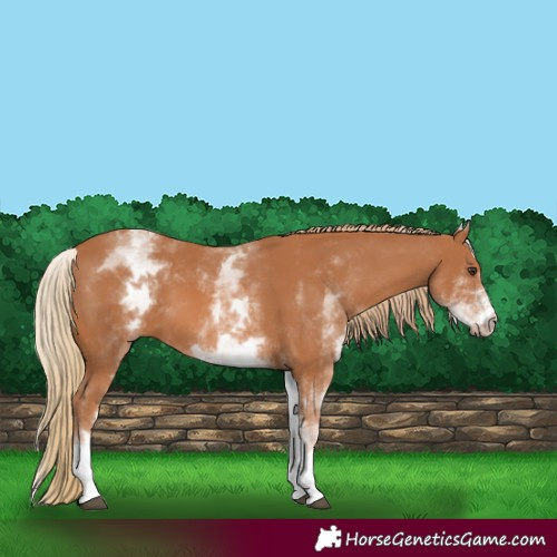 Horse Color:White Spotted Chestnut 