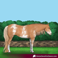 Horse Color:White Spotted Chestnut 
