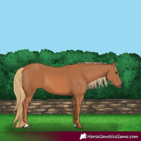 Horse Color:Chestnut 
