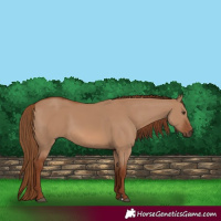 Horse Color:Red Dun 