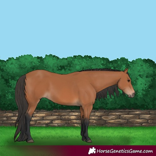 Horse Color:Bay 