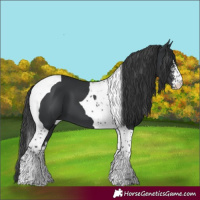 Horse Color:Black Sabino Tobiano 