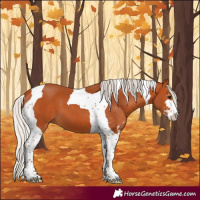 Horse Color:Silver Bay Sabino Tobiano 