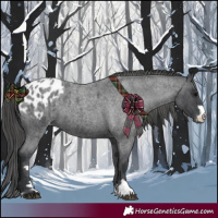 Horse Color:Blue Roan Appaloosa 
