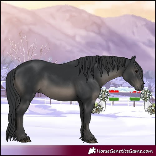 Horse Color:Black 