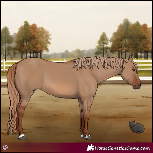 Horse Color:Red Dun 