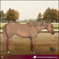 Horse Color:Red Dun 