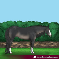Horse Color:Black 