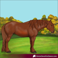 Horse Color:Chestnut 