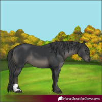 Horse Color:Black 