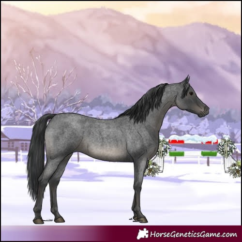 Horse Color:Blue Roan 