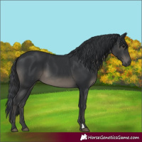 Horse Color:Black 