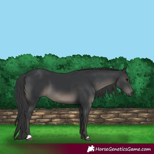 Horse Color:Black 