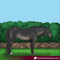 Horse Color:Black 
