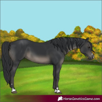 Horse Color:Black 