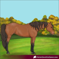 Horse Color:Bay Appaloosa 