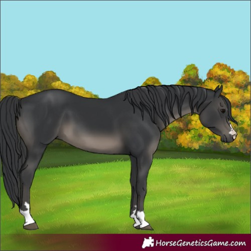Horse Color:Black 