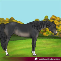 Horse Color:Black 