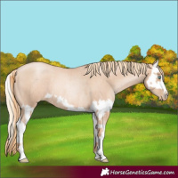 Horse Color:Gold Champagne Roan Pearl Rabicano  and Gold Champagne Roan Pearl Splash Rabicano 