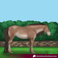 Horse Color:Classic Champagne 