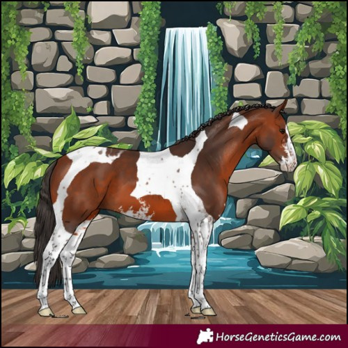Horse Color:Bay Sabino Tobiano 