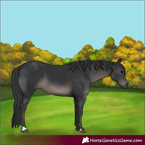 Horse Color:Black 