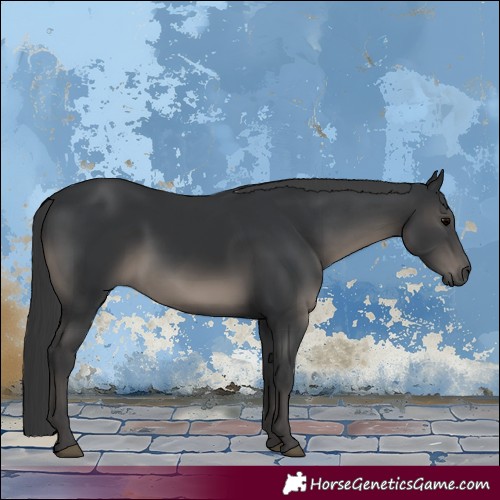 Horse Color:Black 