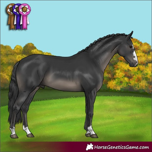 Horse Color:Black 