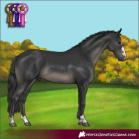 Horse Color:Black 