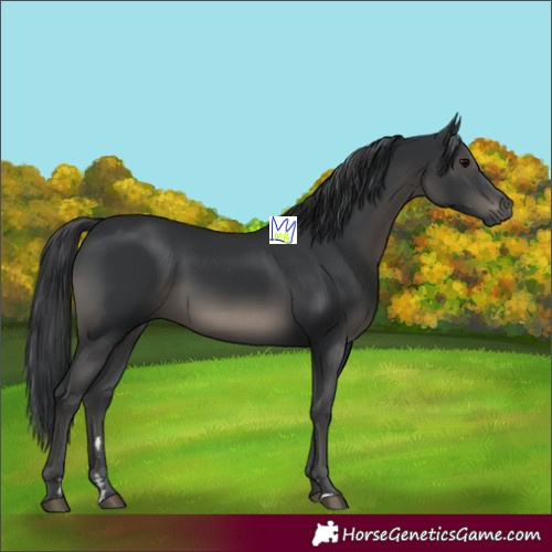 Horse Color:Black 