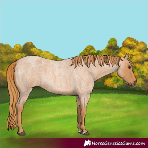 Horse Color:Red Roan