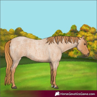 Horse Color:Red Roan 
