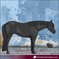 Horse Color:Black 