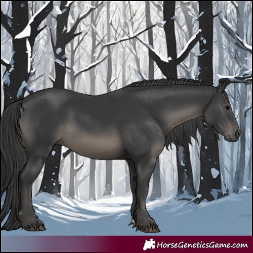Horse Color:Black 