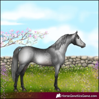 Horse Color:Gray White Spotted Brown