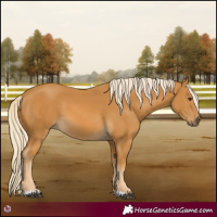 Horse Color:Palomino 