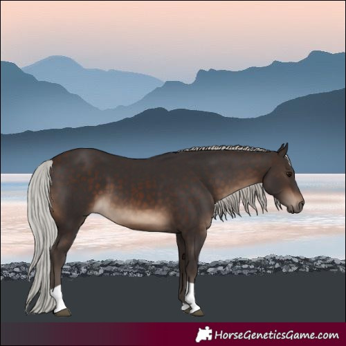 Horse Color:Silver Brown Tobiano 
