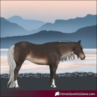 Horse Color:Silver Brown Tobiano