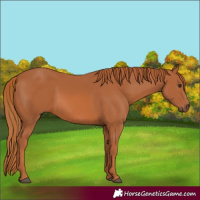 Horse Color:Chestnut 