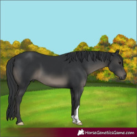 Horse Color:Black 