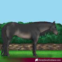 Horse Color:Black 