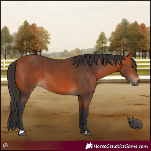 Horse Color:Bay 
